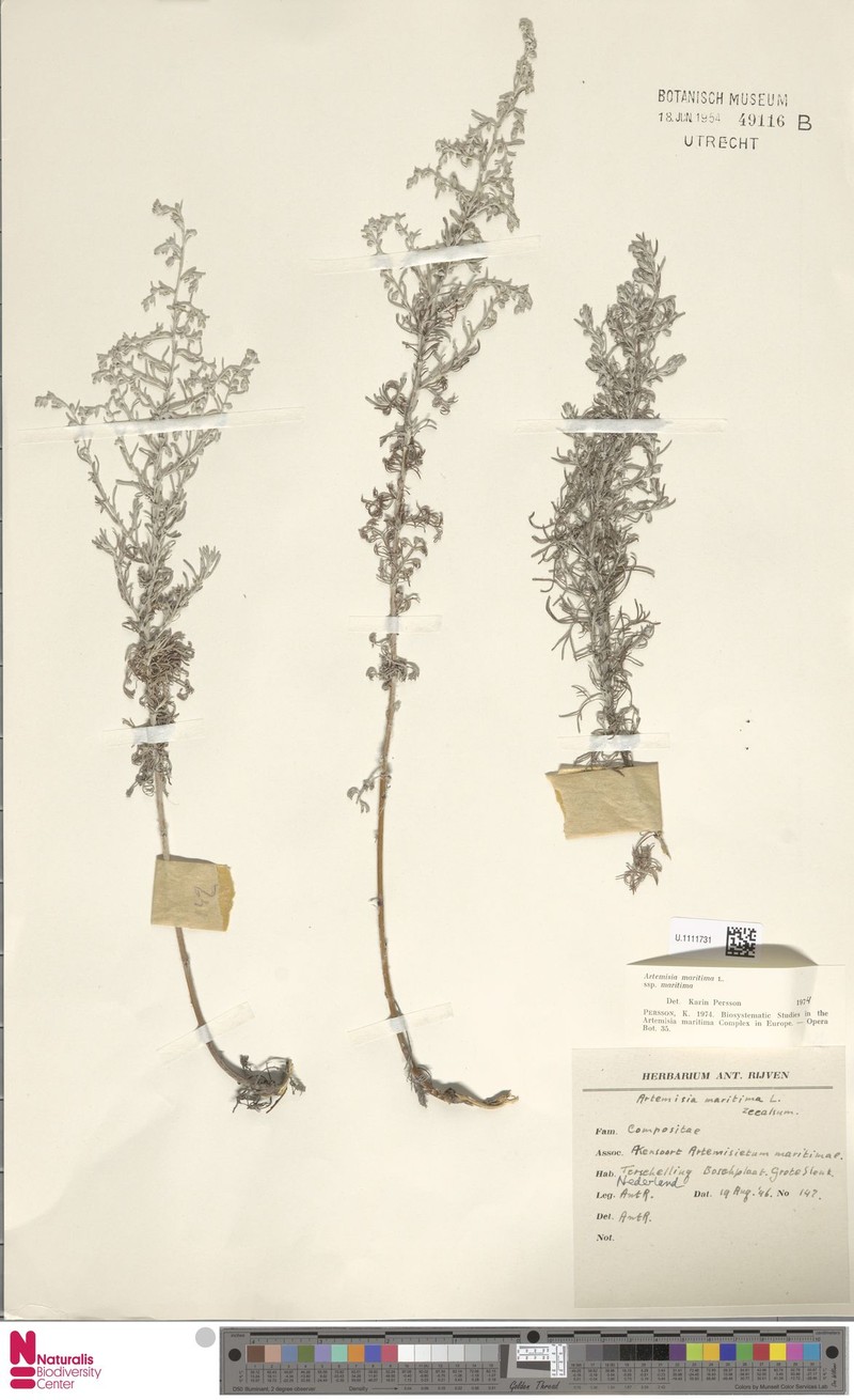 Artemisia maritima subsp. maritima photo 3