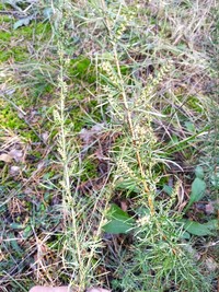Artemisia marschalliana