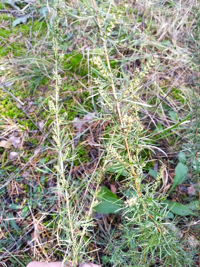 Artemisia marschalliana