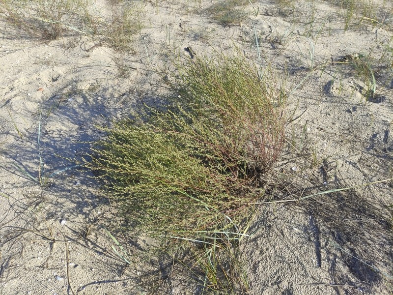 Artemisia marschalliana photo 3