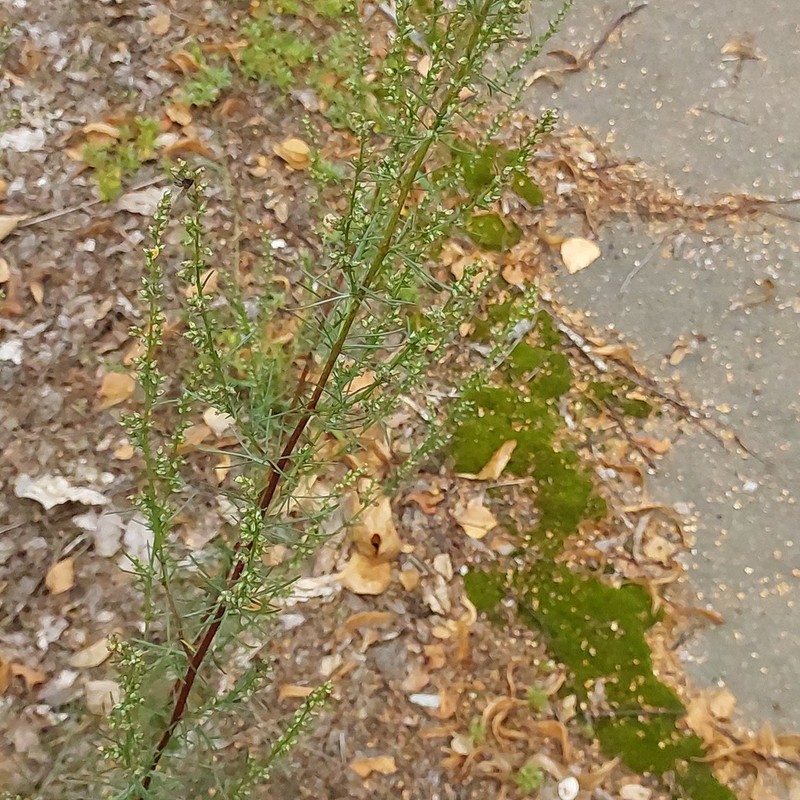 Artemisia marschalliana photo 4