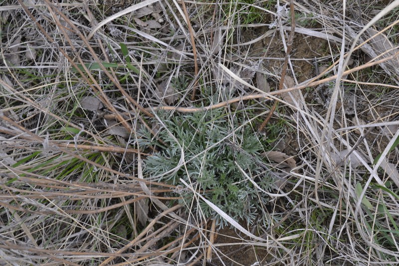 Artemisia marschalliana photo 5
