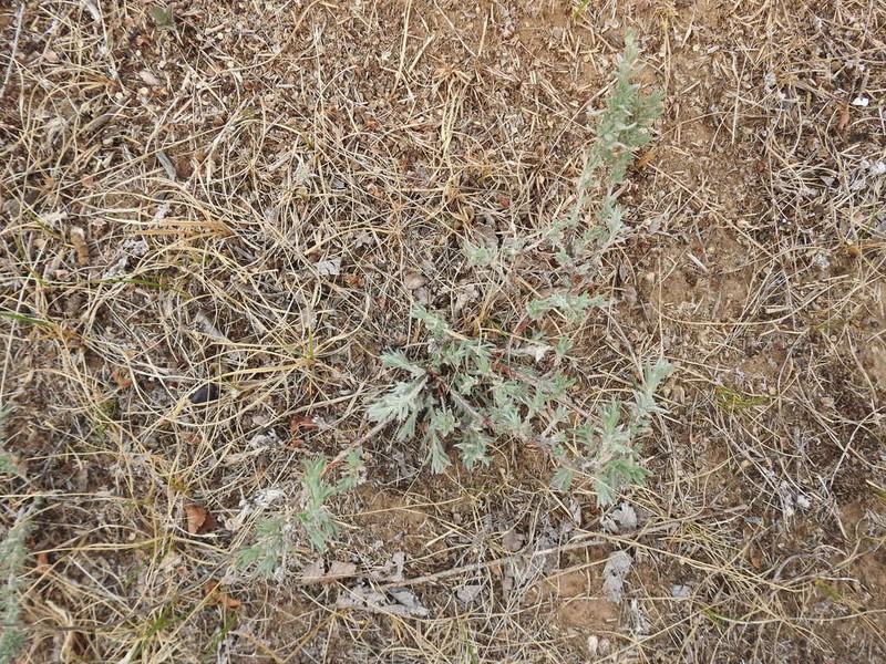 Artemisia marschalliana photo 6