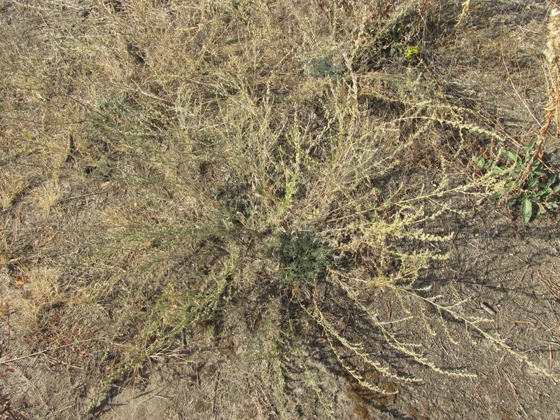 Artemisia marschalliana photo 7