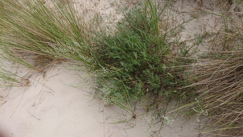 Artemisia marschalliana var. marschalliana