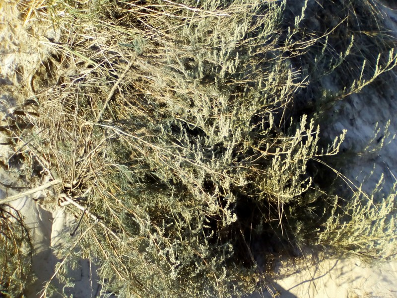 Artemisia marschalliana var. marschalliana photo 2