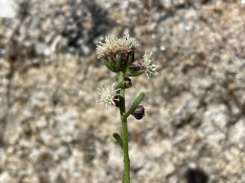 Artemisia martirensis photo 2
