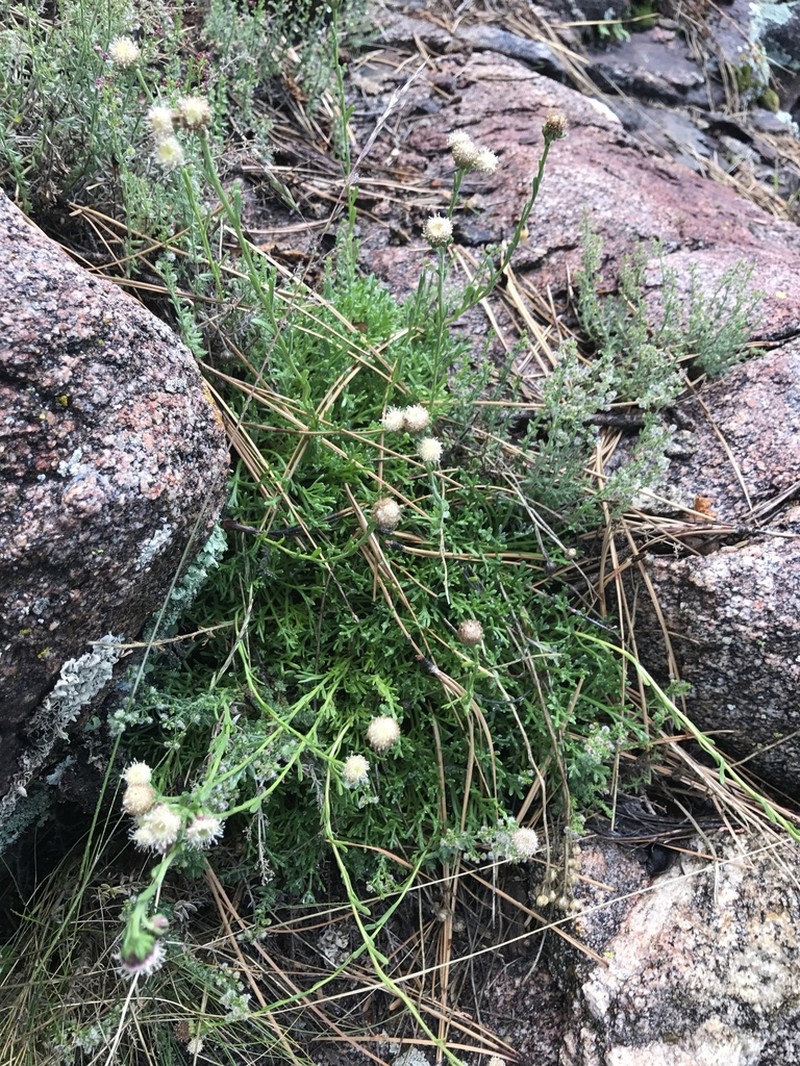 Artemisia martirensis photo 3