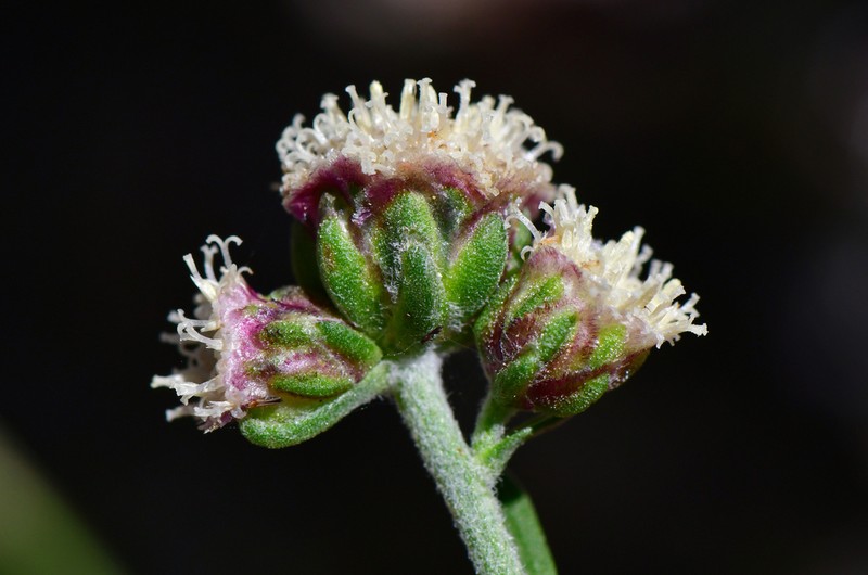 Artemisia martirensis photo 4