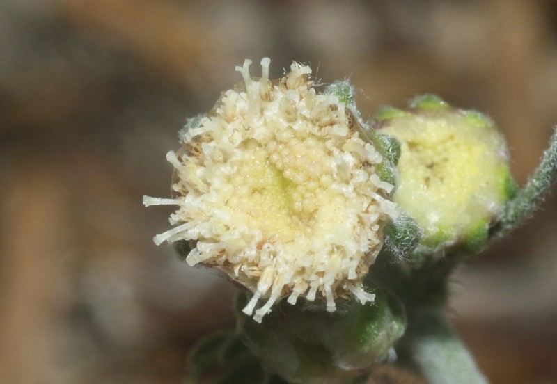 Artemisia martirensis photo 7