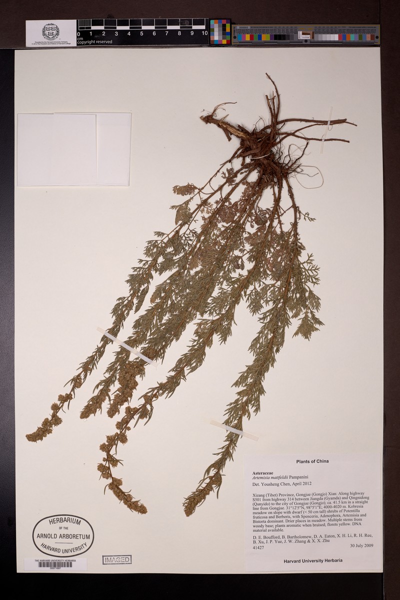 Artemisia mattfeldii photo 3