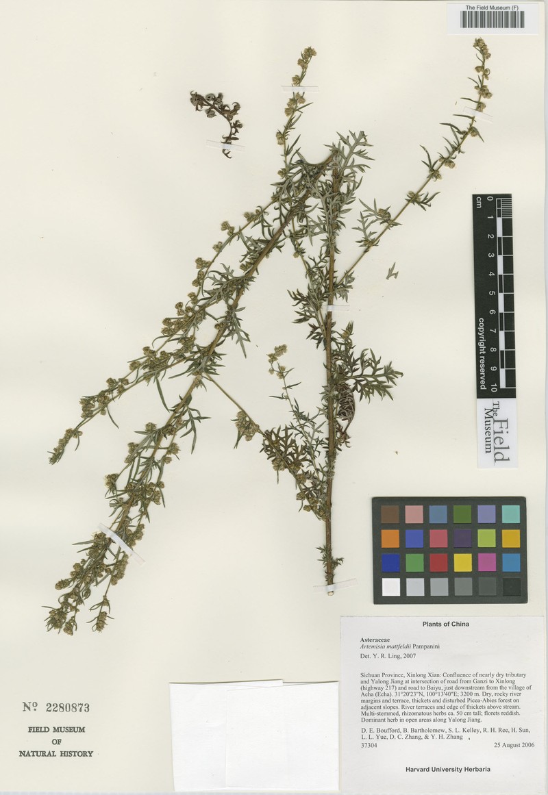 Artemisia mattfeldii photo 4