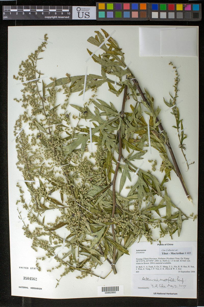 Artemisia mattfeldii photo 5
