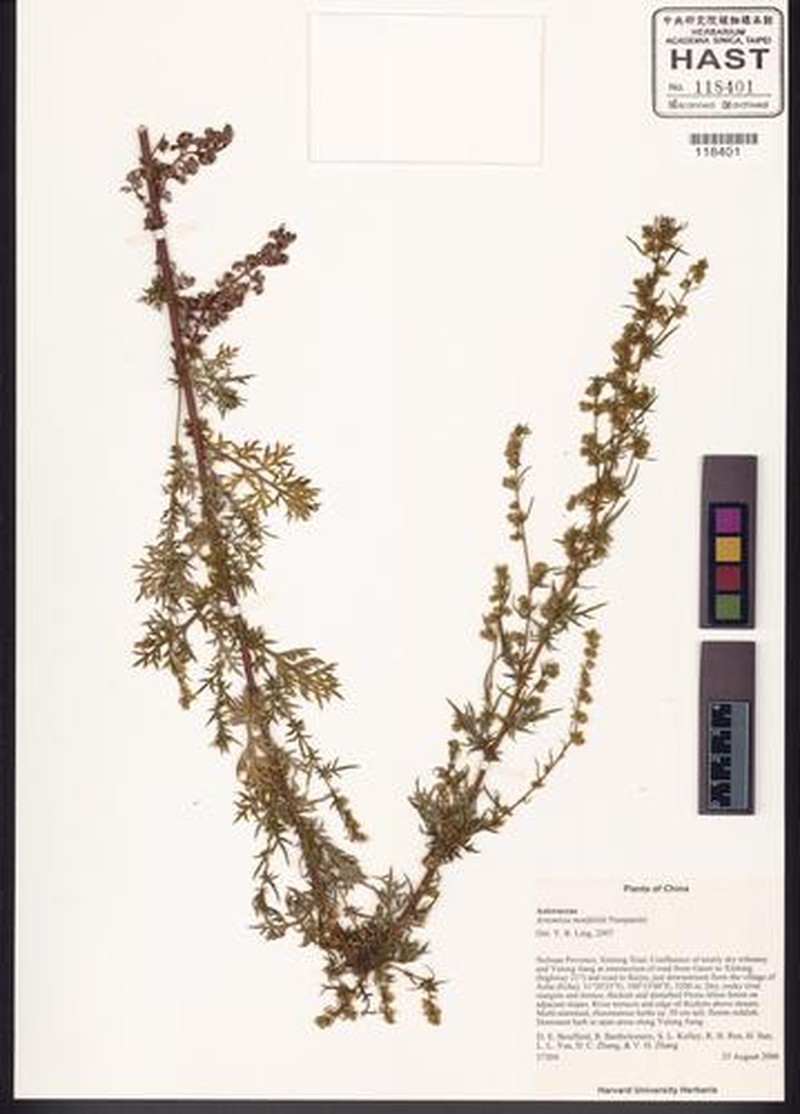 Artemisia mattfeldii