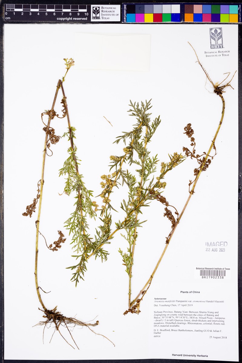 Artemisia mattfeldii var. etomentosa