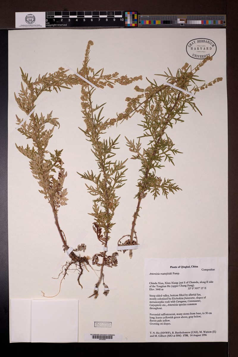 Artemisia mattfeldii var. etomentosa photo 2