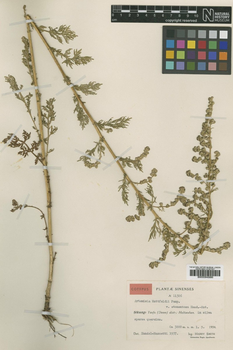 Artemisia mattfeldii var. etomentosa photo 3