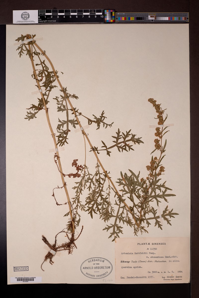 Artemisia mattfeldii var. etomentosa photo 4