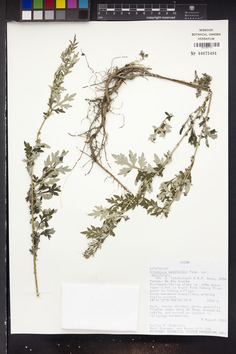 Artemisia mattfeldii var. mattfeldii