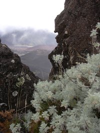 Maui Wormwood
