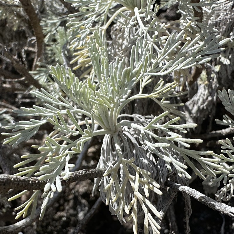 Maui Wormwood photo 3