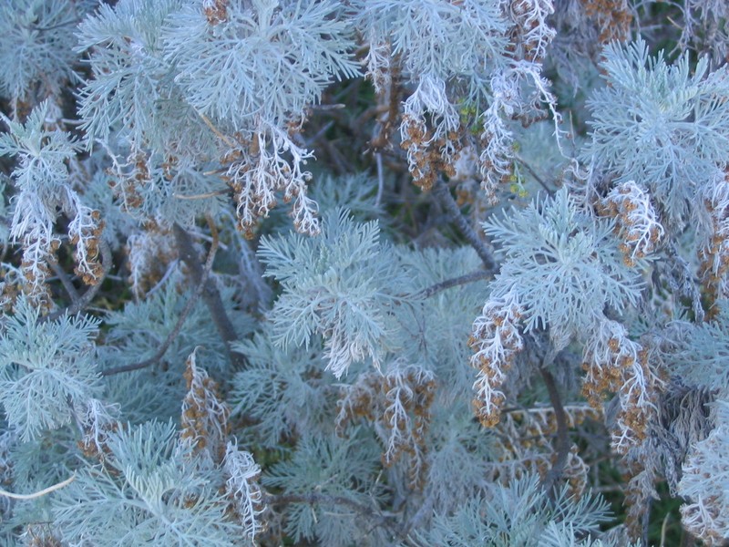 Maui Wormwood photo 4