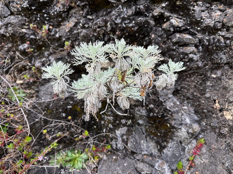 Maui Wormwood photo 5
