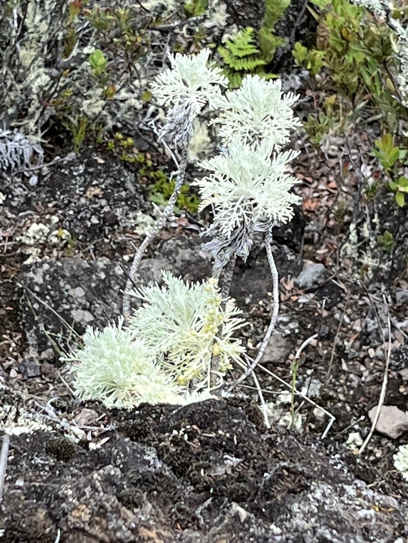 Maui Wormwood photo 6