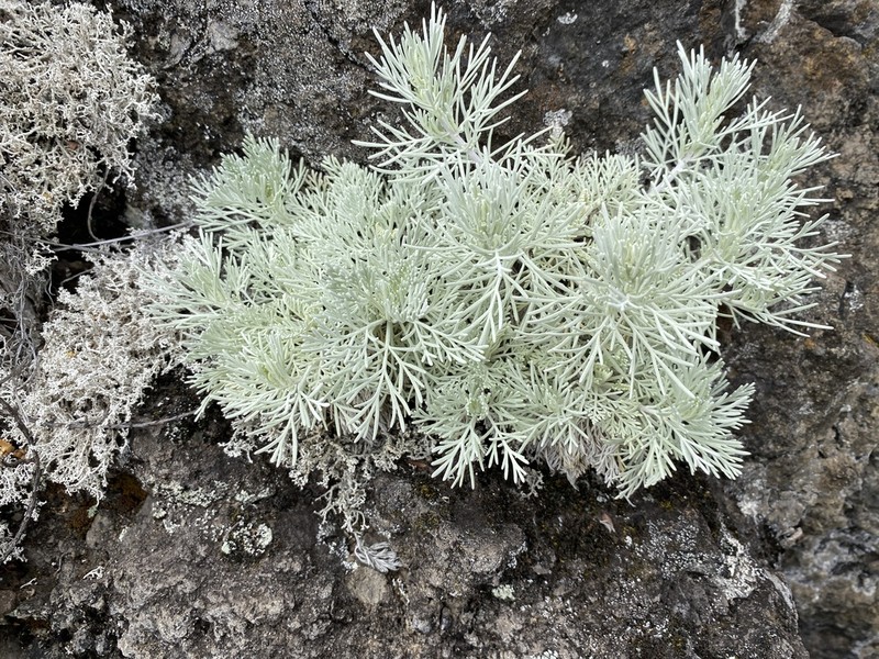 Maui Wormwood photo 7