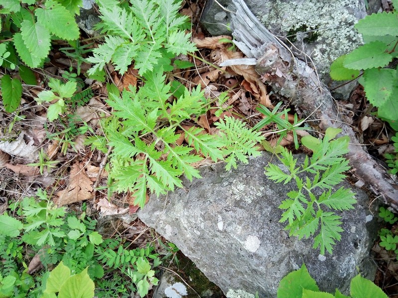 Artemisia maximovicziana