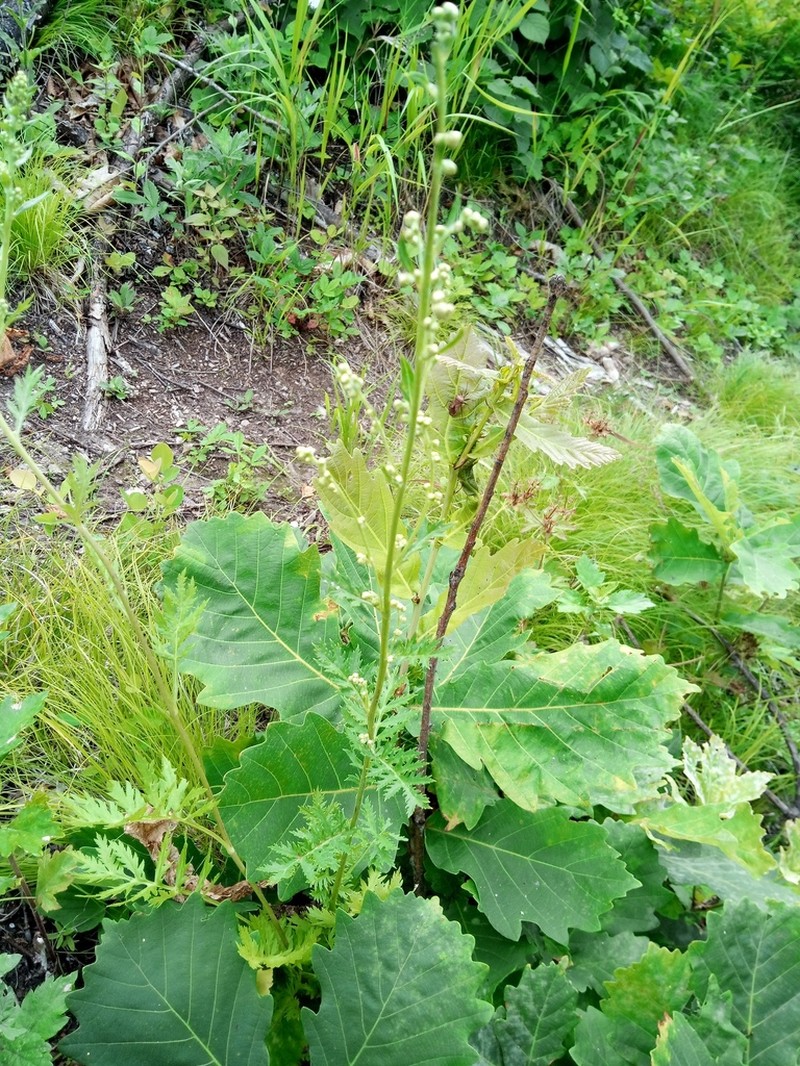 Artemisia maximovicziana photo 2