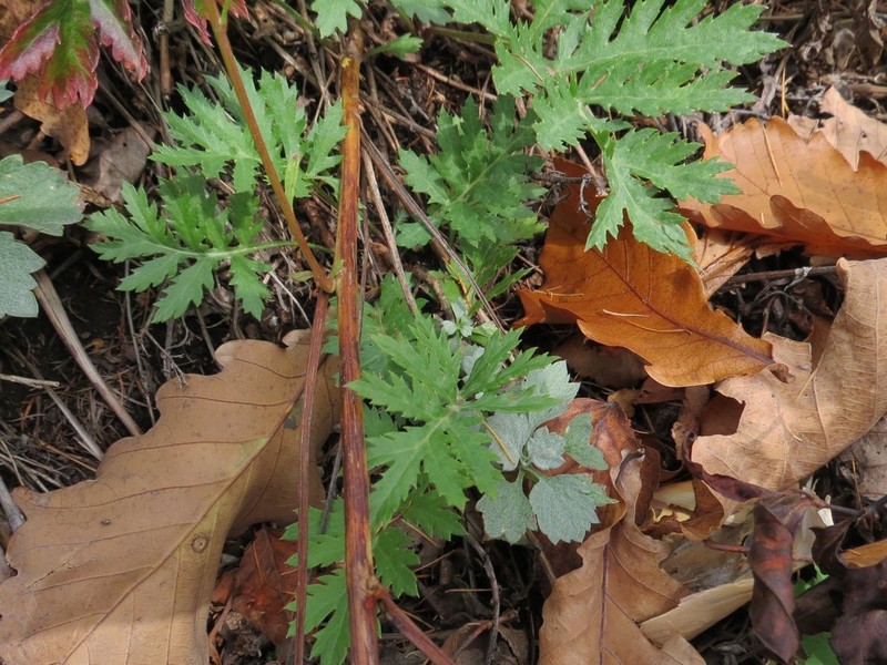Artemisia maximovicziana photo 3