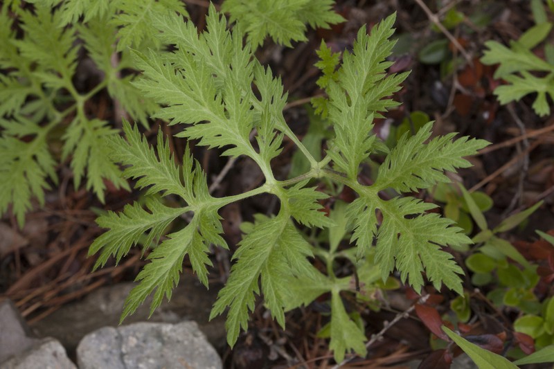 Artemisia maximovicziana photo 4