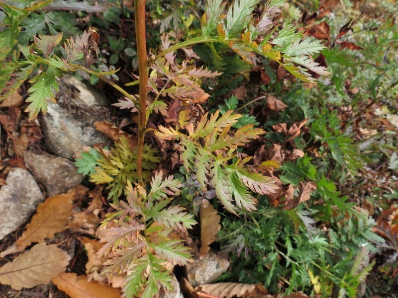 Artemisia maximovicziana photo 5