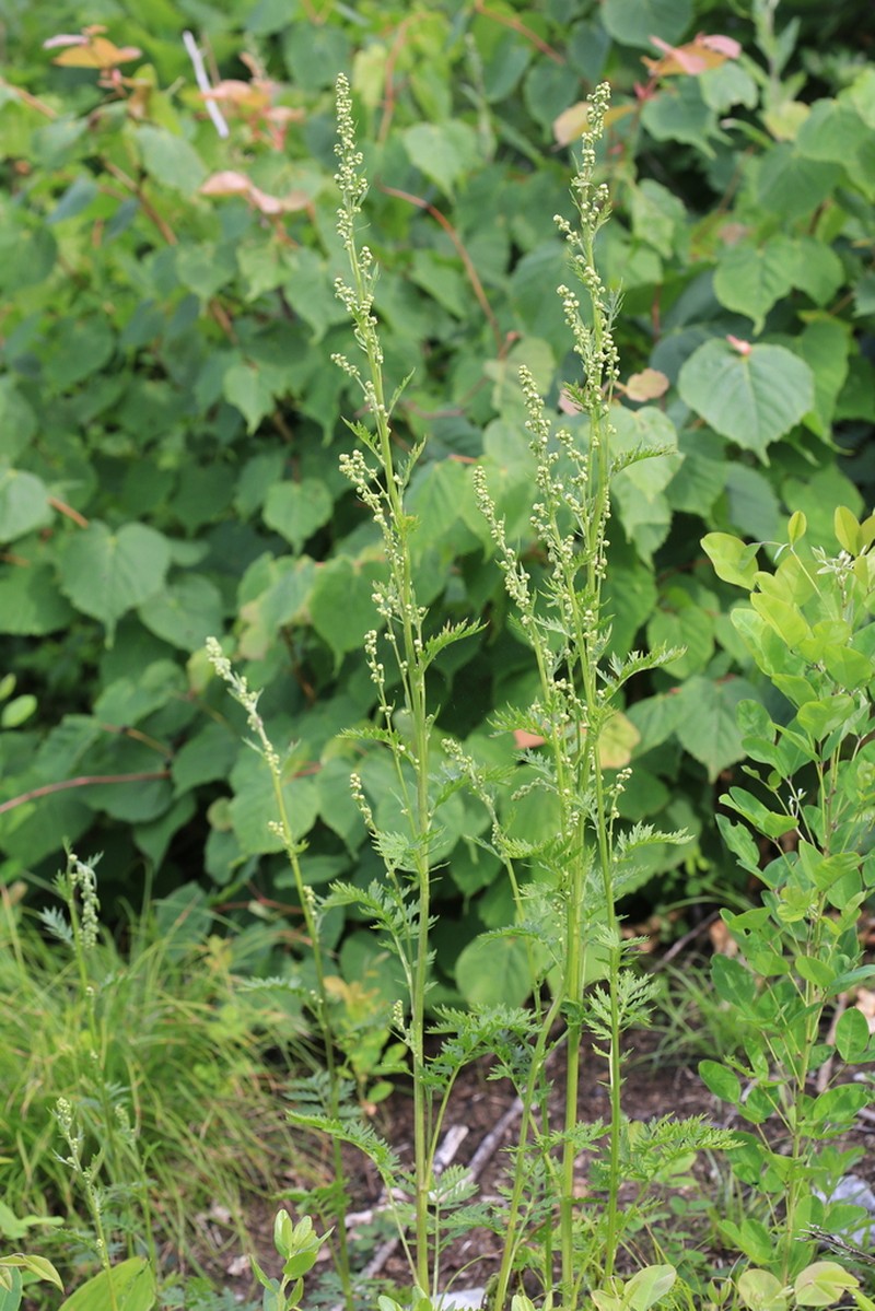 Artemisia maximovicziana photo 6