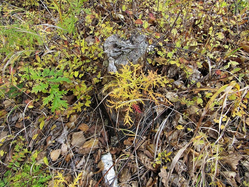 Artemisia maximovicziana photo 7