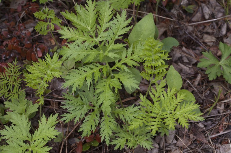 Artemisia maximovicziana photo 8