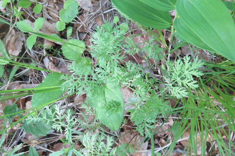 Artemisia medioxima