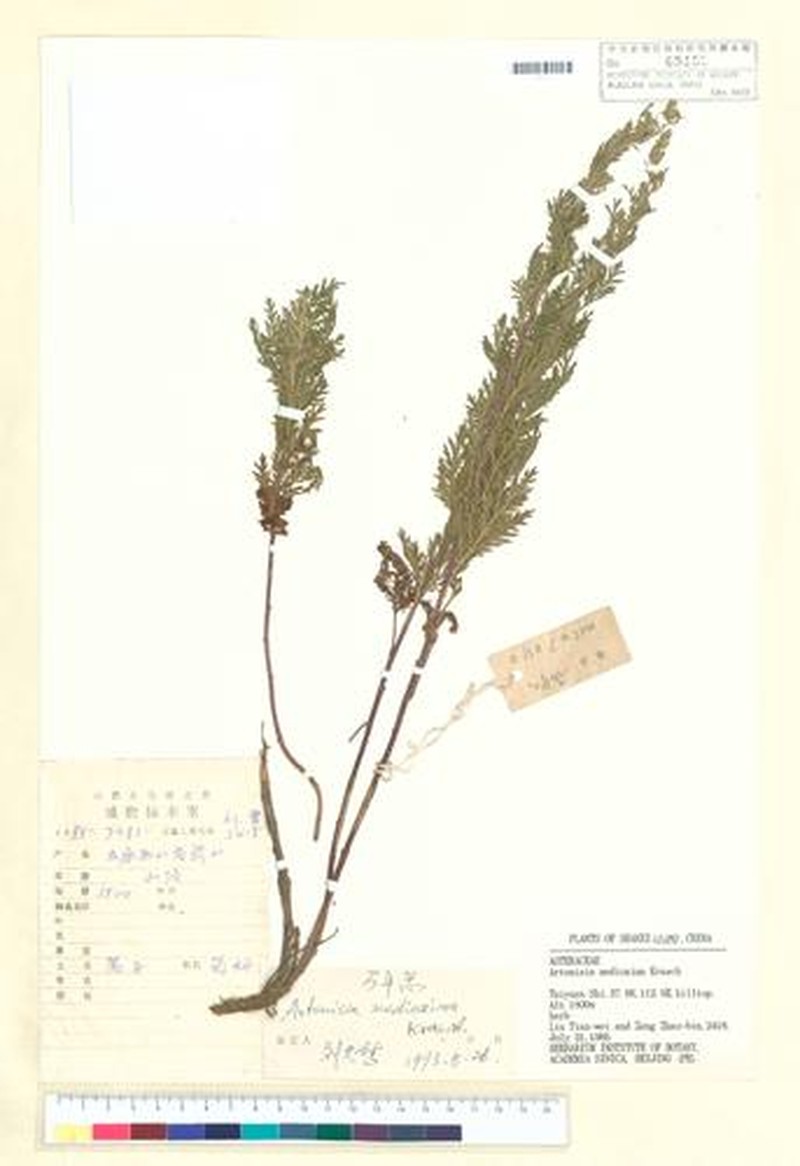 Artemisia medioxima