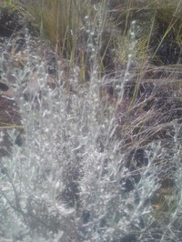 Artemisia mendozana