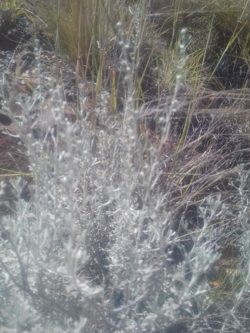 Artemisia mendozana