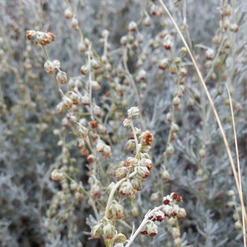 Artemisia mendozana photo 2