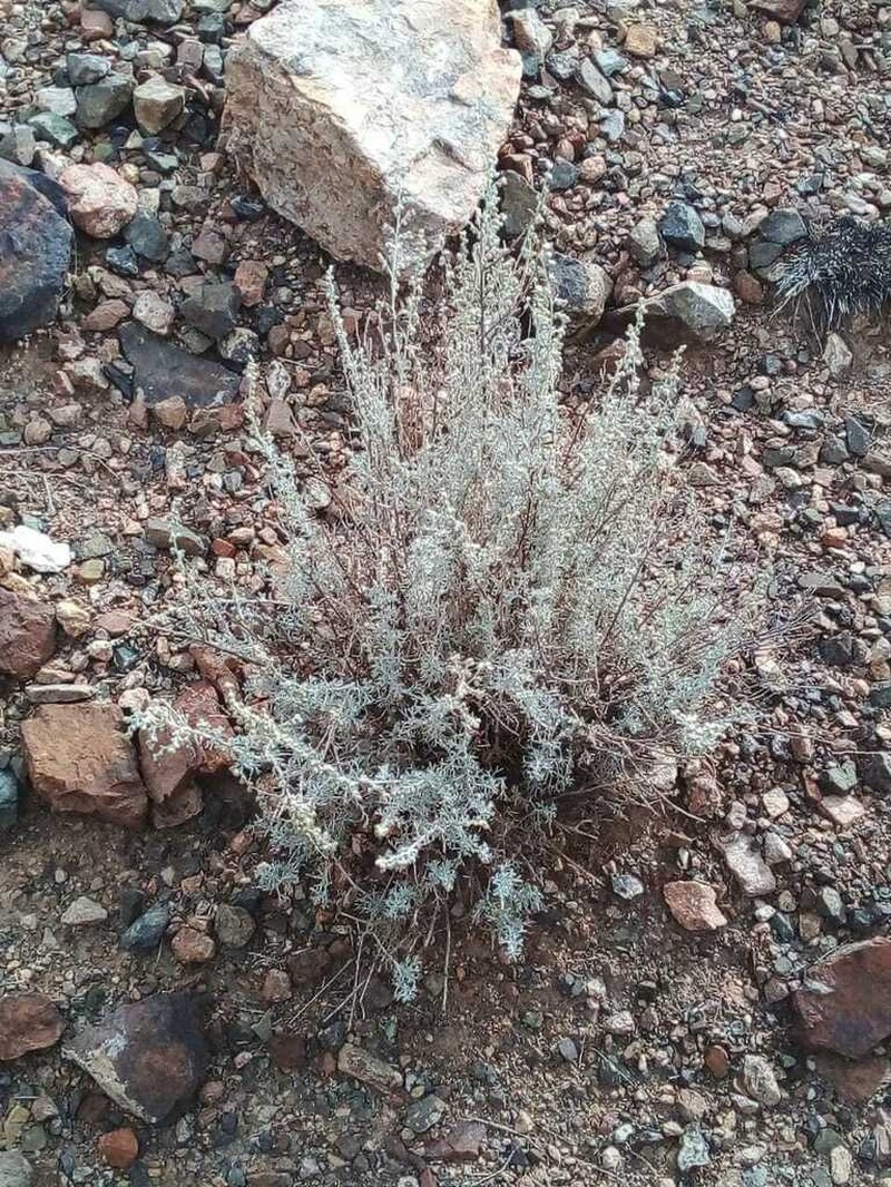 Artemisia mendozana photo 3