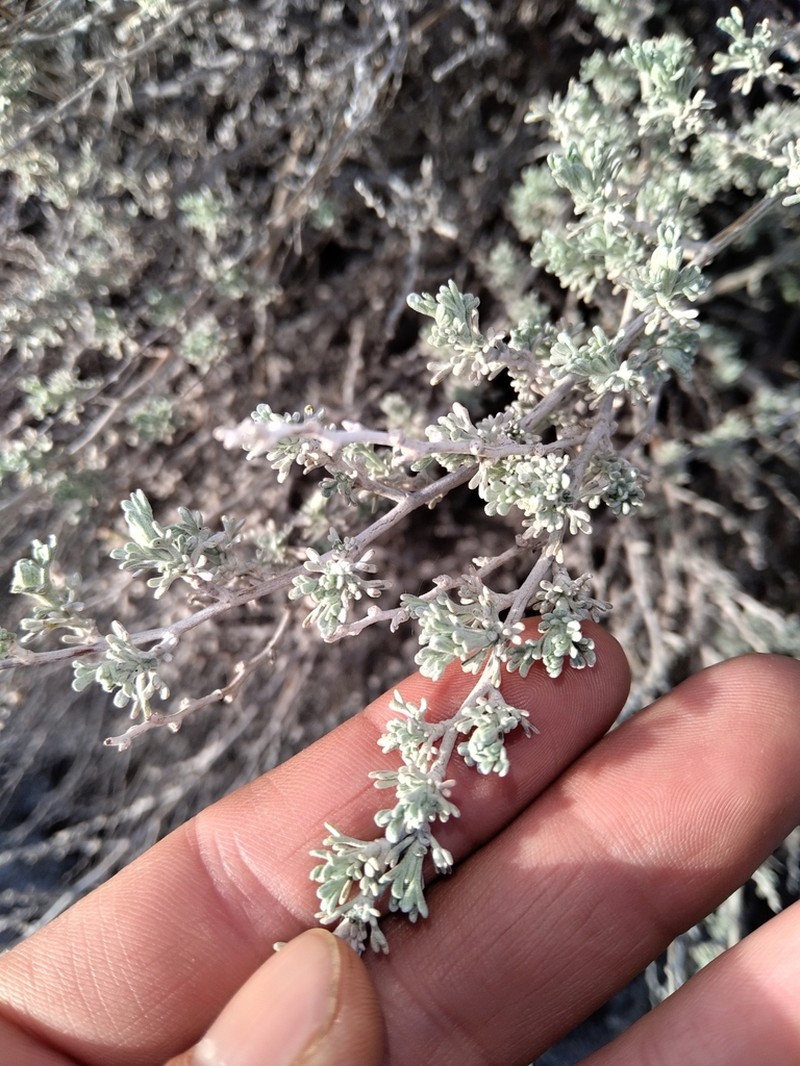 Artemisia mendozana photo 4