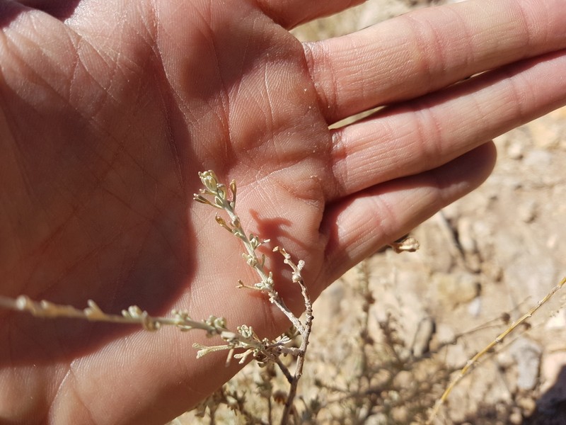 Artemisia mendozana photo 5