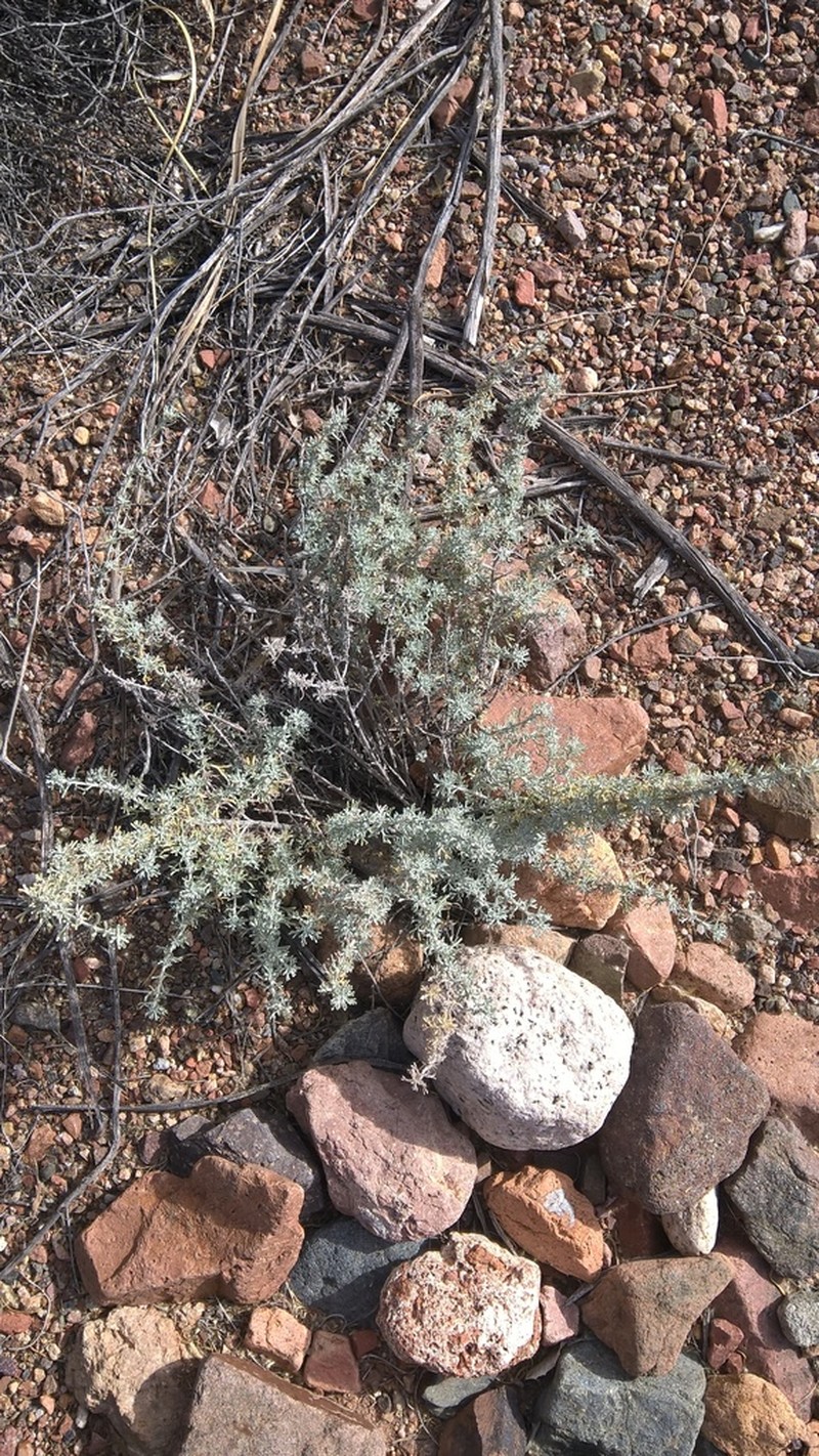 Artemisia mendozana photo 6