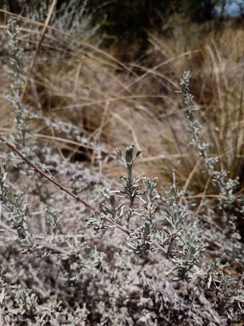 Artemisia mendozana photo 7
