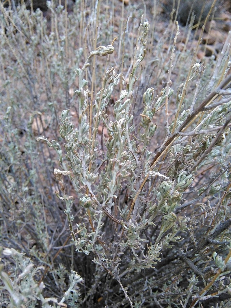 Artemisia mendozana photo 8