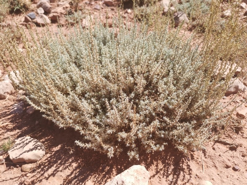 Artemisia mesatlantica photo 2