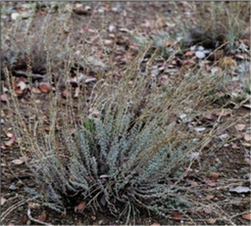 Artemisia mesatlantica